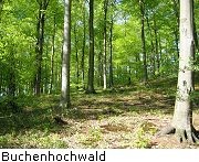 Bilder Buchenwald